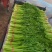 芹菜青菜