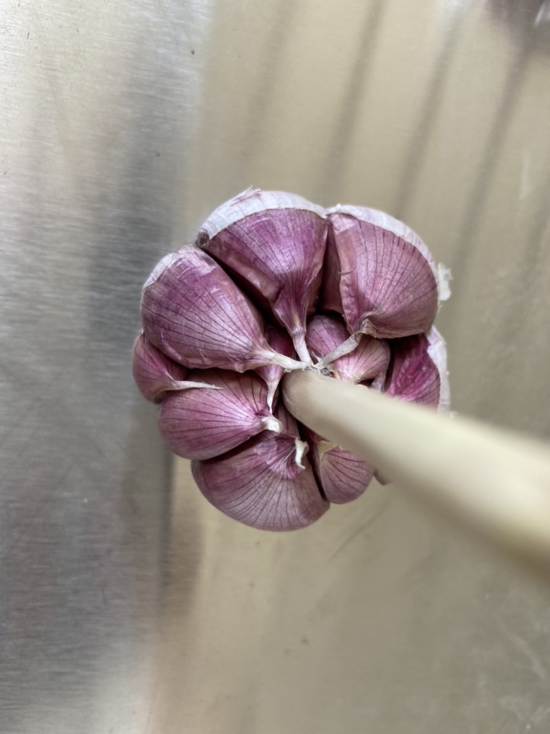 商河大青稞蒜种