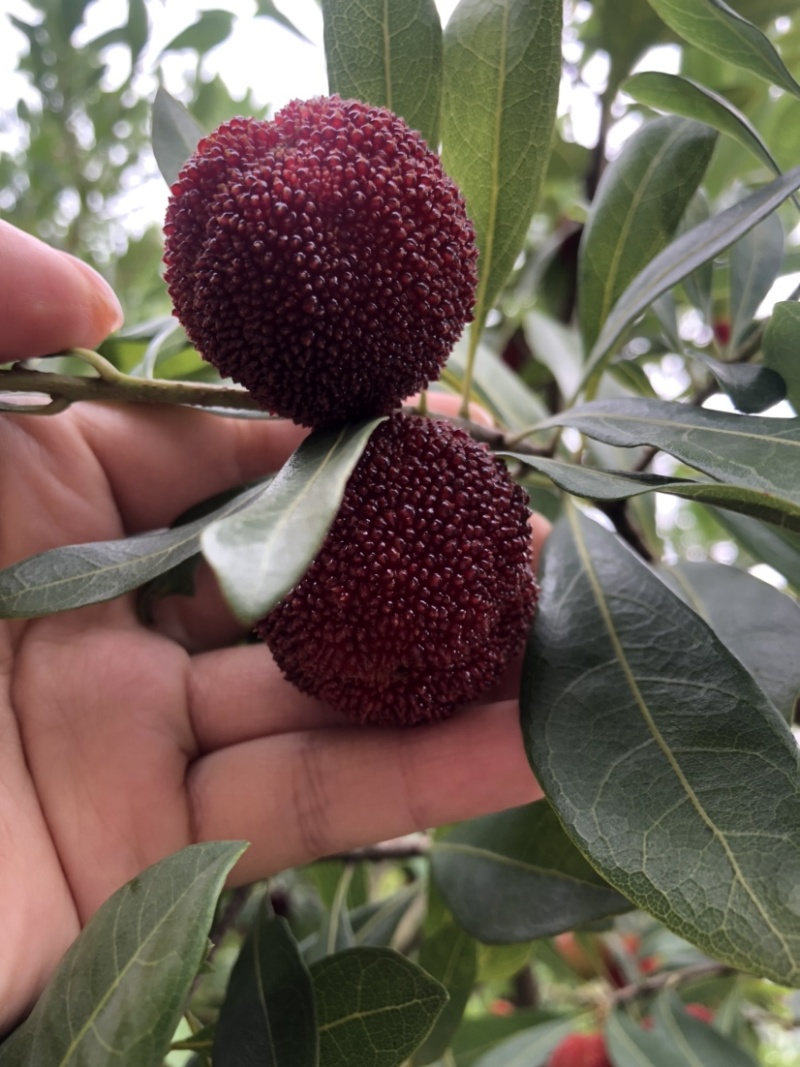 正宗仙居杨梅，个大，安全味甜。好山好水好风光养出好杨梅