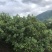 正宗仙居杨梅，个大，安全味甜。好山好水好风光养出好杨梅