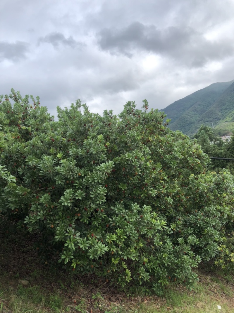 正宗仙居杨梅，个大，安全味甜。好山好水好风光养出好杨梅