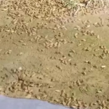 出售无病毒幼蛙.小圆头，花生米，包成活率