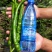 #湘西线椒#湖南青辣椒#高山新鲜辣椒#基地直供辣椒