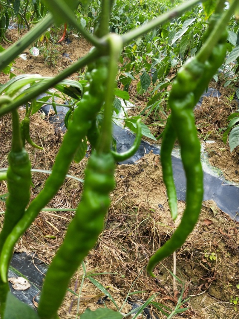 #湘西线椒#湖南青辣椒#高山新鲜辣椒#基地直供辣椒