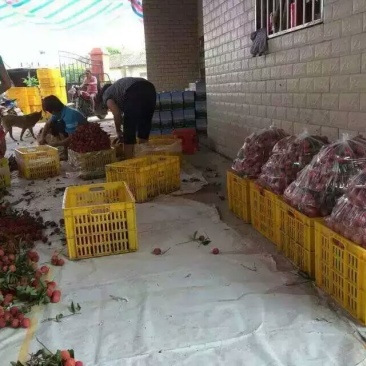 博罗桂味