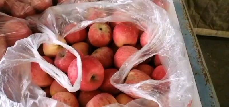 产地代办洛川苹果高次通货商品冷库甜脆多汁量大条纹红片红