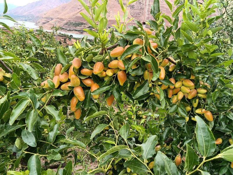 金脆蜜枣