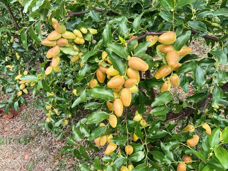 金脆蜜枣