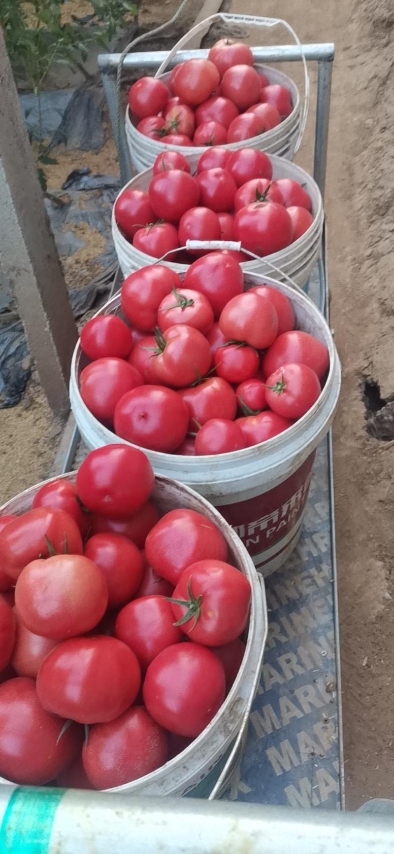 普罗旺斯西红柿大量上市产地代发可供各大市场超市电商
