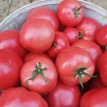 普罗旺斯西红柿大量上市产地可供各大市场超市电商