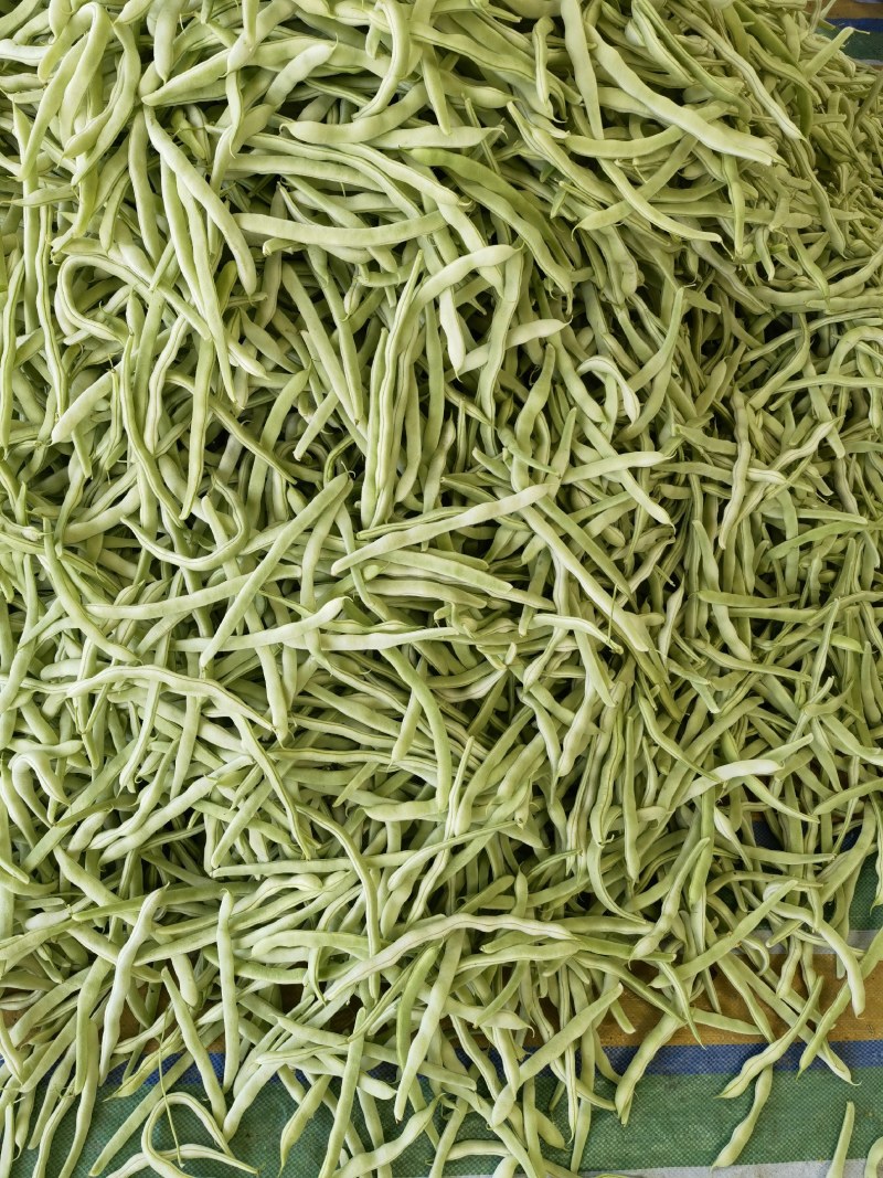 绥中县强远蔬菜交易合作社精品白芸豆，白条豆角，产地直销