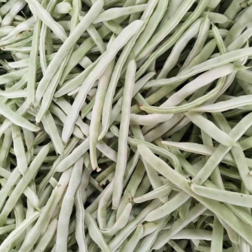 兴城市强远蔬菜交易合作社白芸豆，白条豆角，产量大，品质好