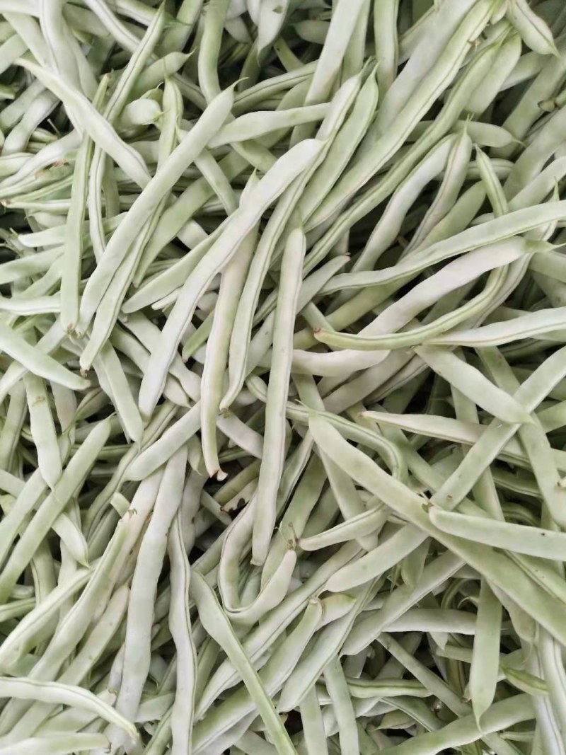 兴城市强远蔬菜交易合作社白芸豆，白条豆角，产量大，品质好