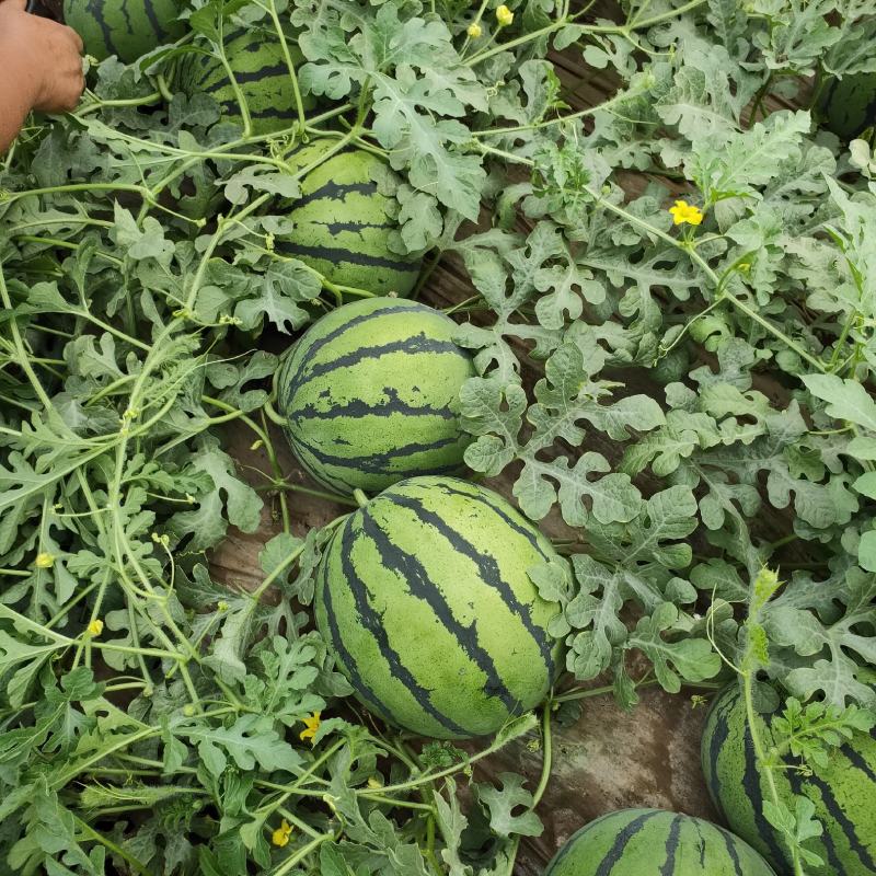 禹城京欣西瓜5月20号大量上市欢迎电话咨询视频看货