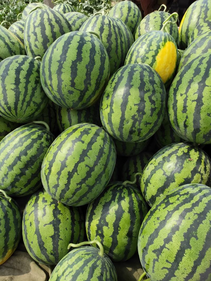 禹城京欣西瓜5月20号大量上市欢迎电话咨询视频看货