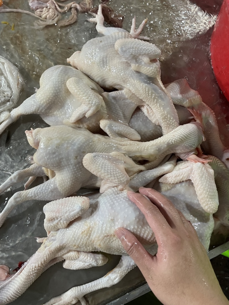 新鲜三黄鸡，当天屠宰，广佛地区免费配上门，量多从优！