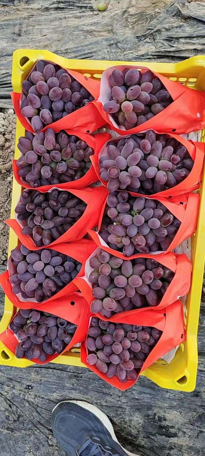 葡萄大连郁金香葡萄大量有货大量从优价格实惠