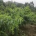 生态种植的水蜜桃