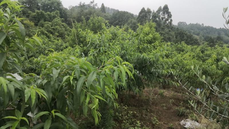 生态种植的水蜜桃