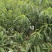 生态种植的水蜜桃