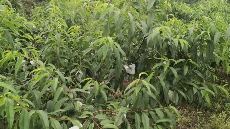 生态种植的水蜜桃