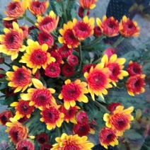 小雏菊