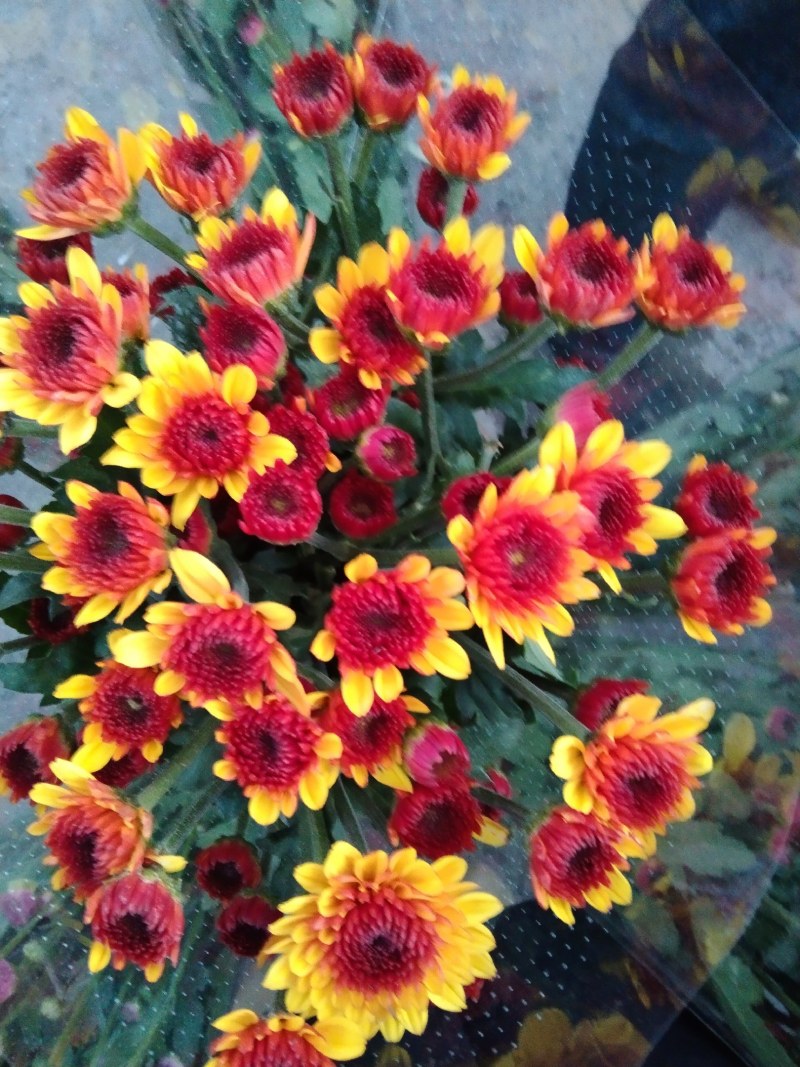 小雏菊