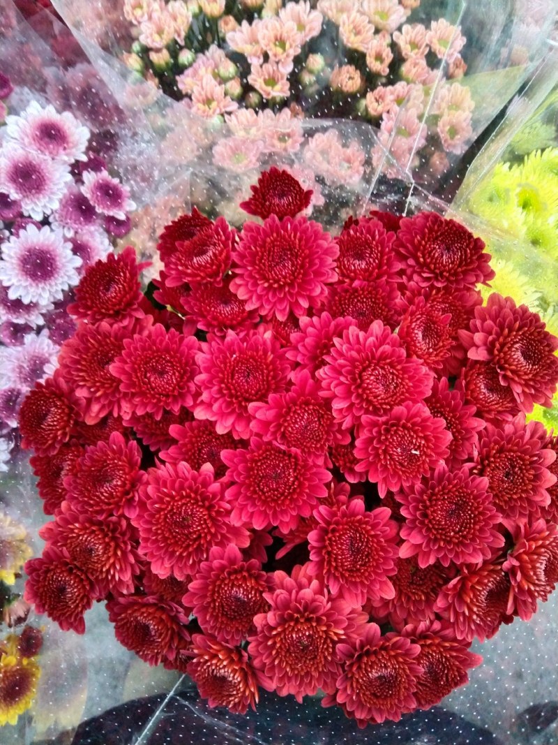 小雏菊