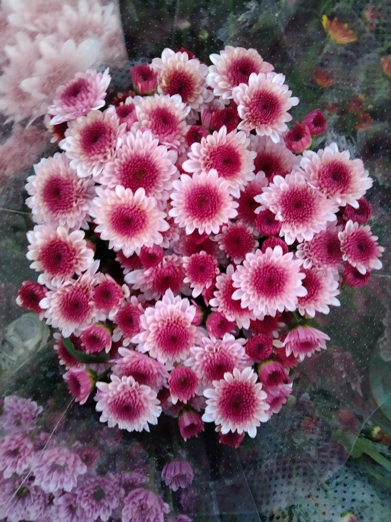 小雏菊
