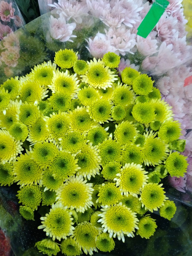 小雏菊