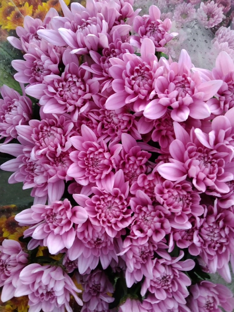 小雏菊