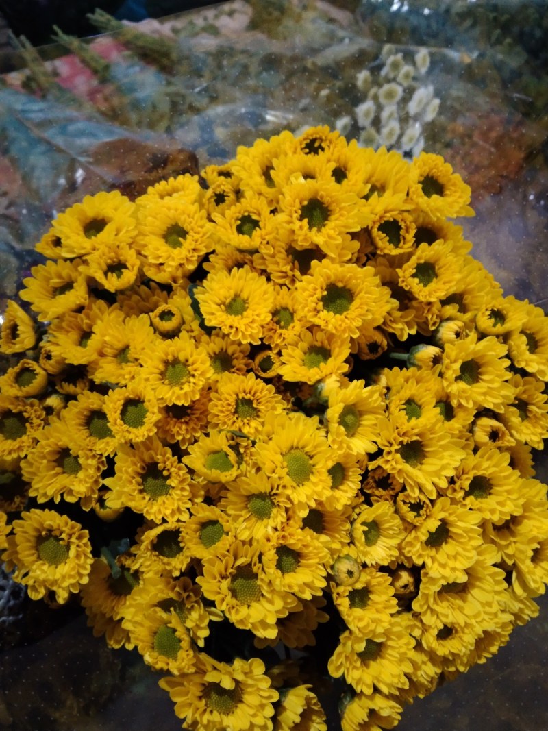 小雏菊