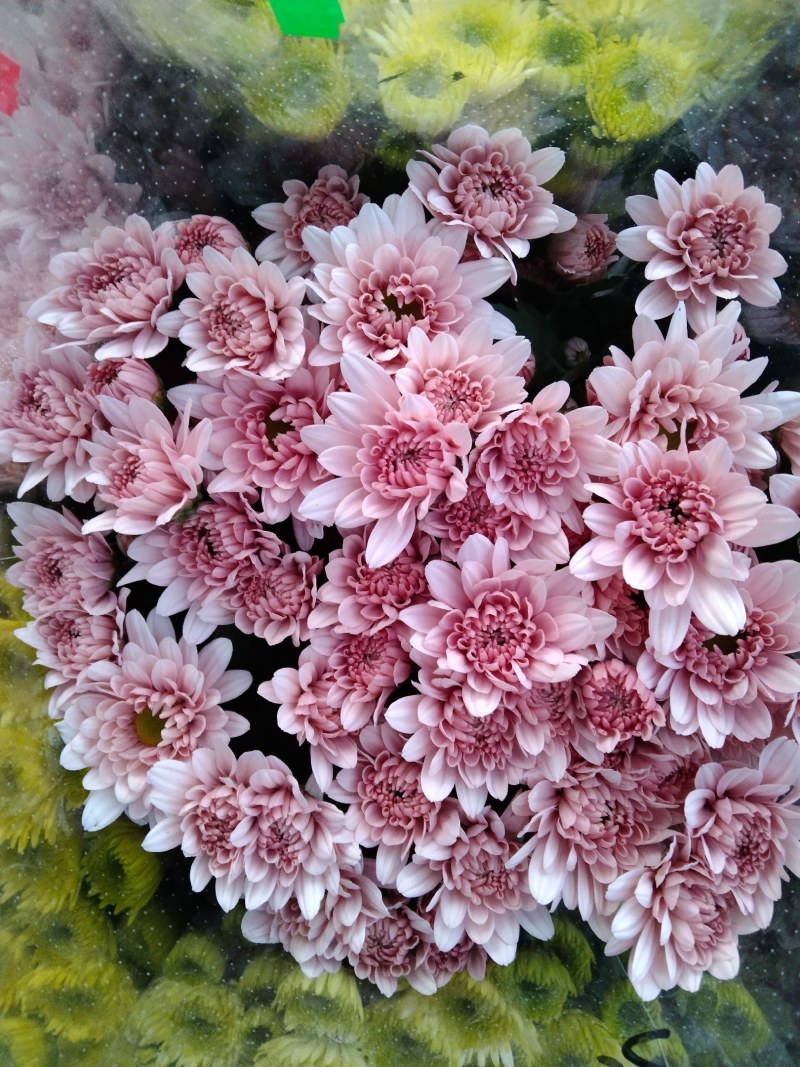 小雏菊