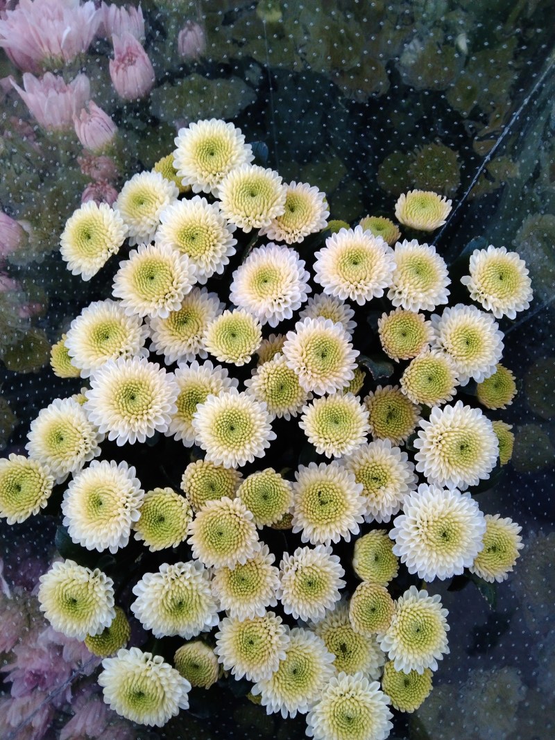 小雏菊