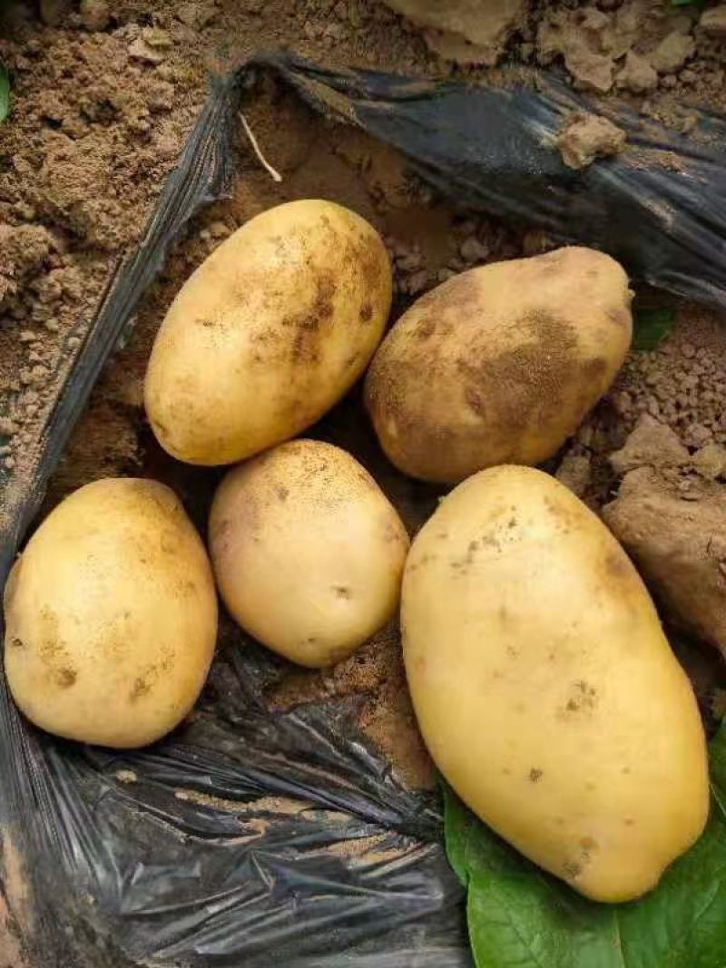内蒙精品v7土豆货在河南开封欢迎采购联系