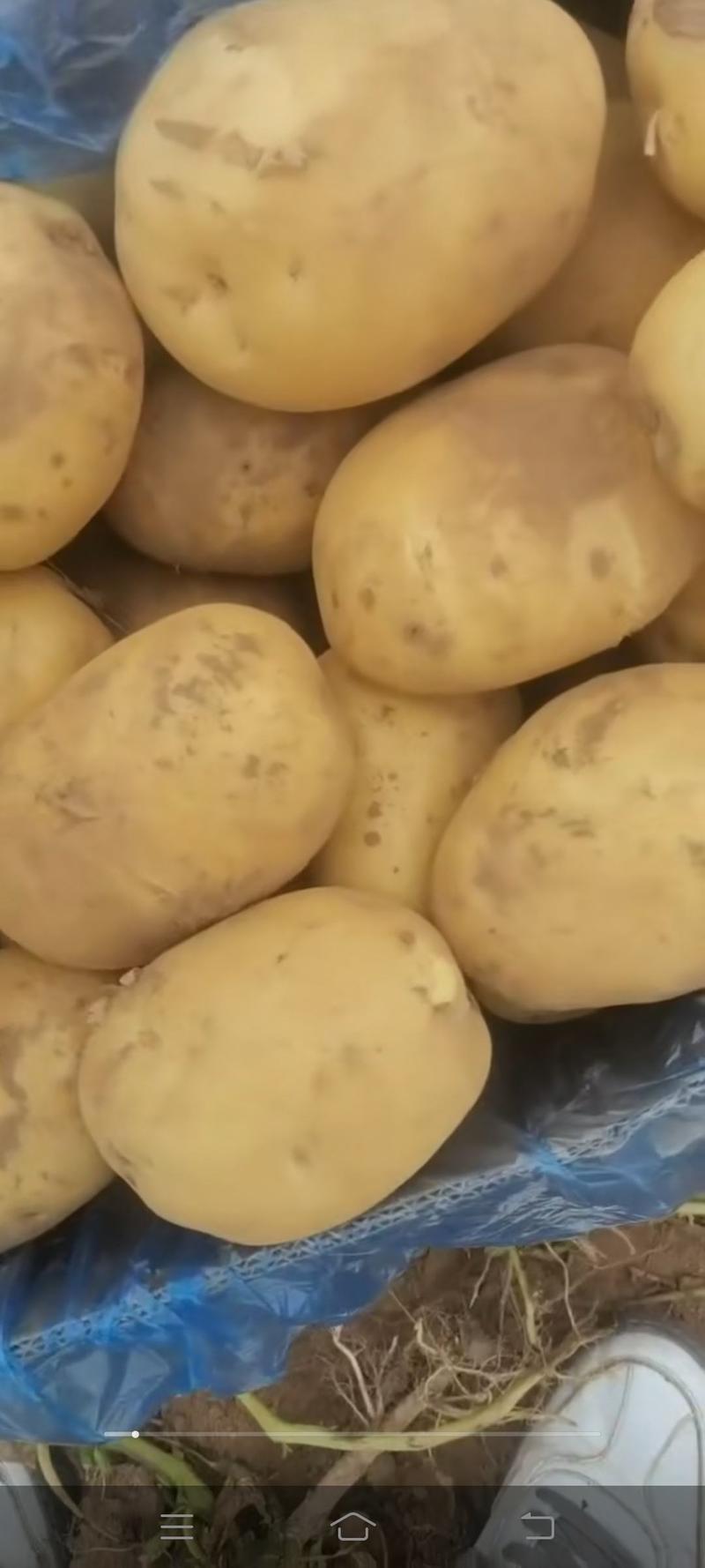 内蒙精品v7土豆货在河南开封欢迎采购联系