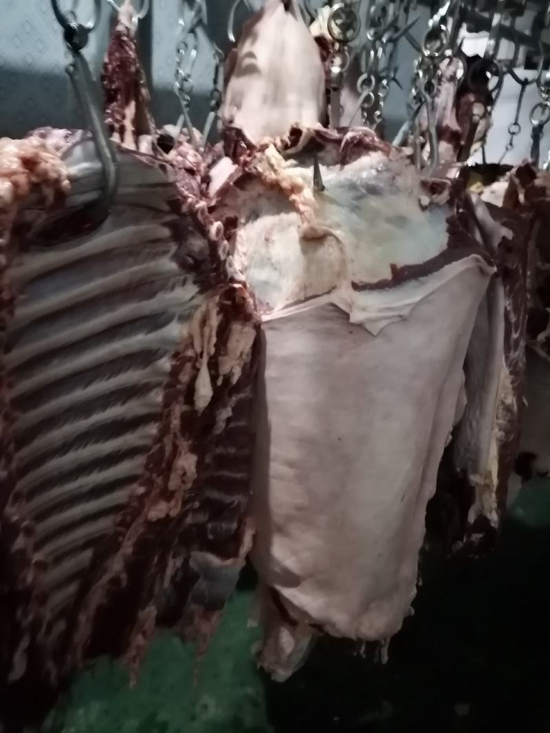 鲜马肉鲜驴肉，带皮的，去皮的，驴排马排，大量供应