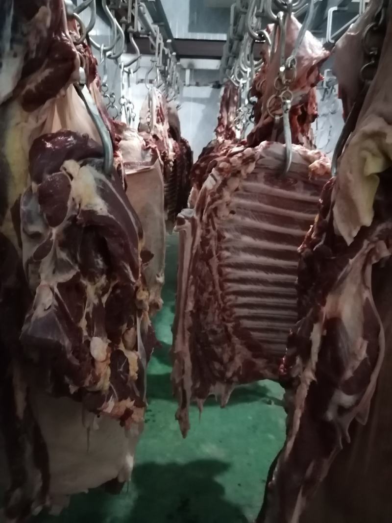 鲜马肉鲜驴肉，带皮的，去皮的，驴排马排，大量供应