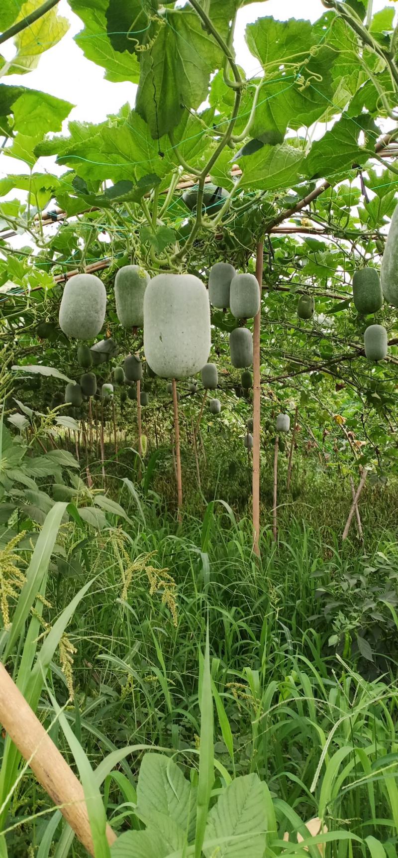 可视频看货粉娃米冬瓜量大基地批发/食堂/超市吊冬瓜
