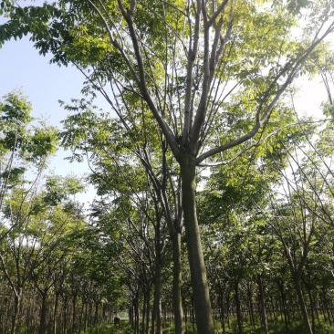 栾树