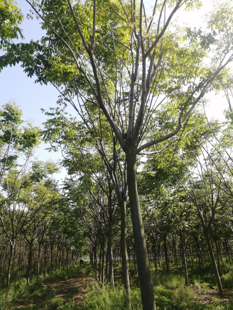 栾树