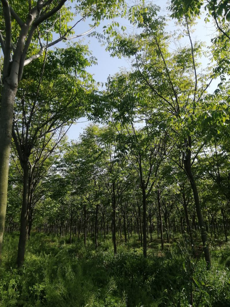 栾树