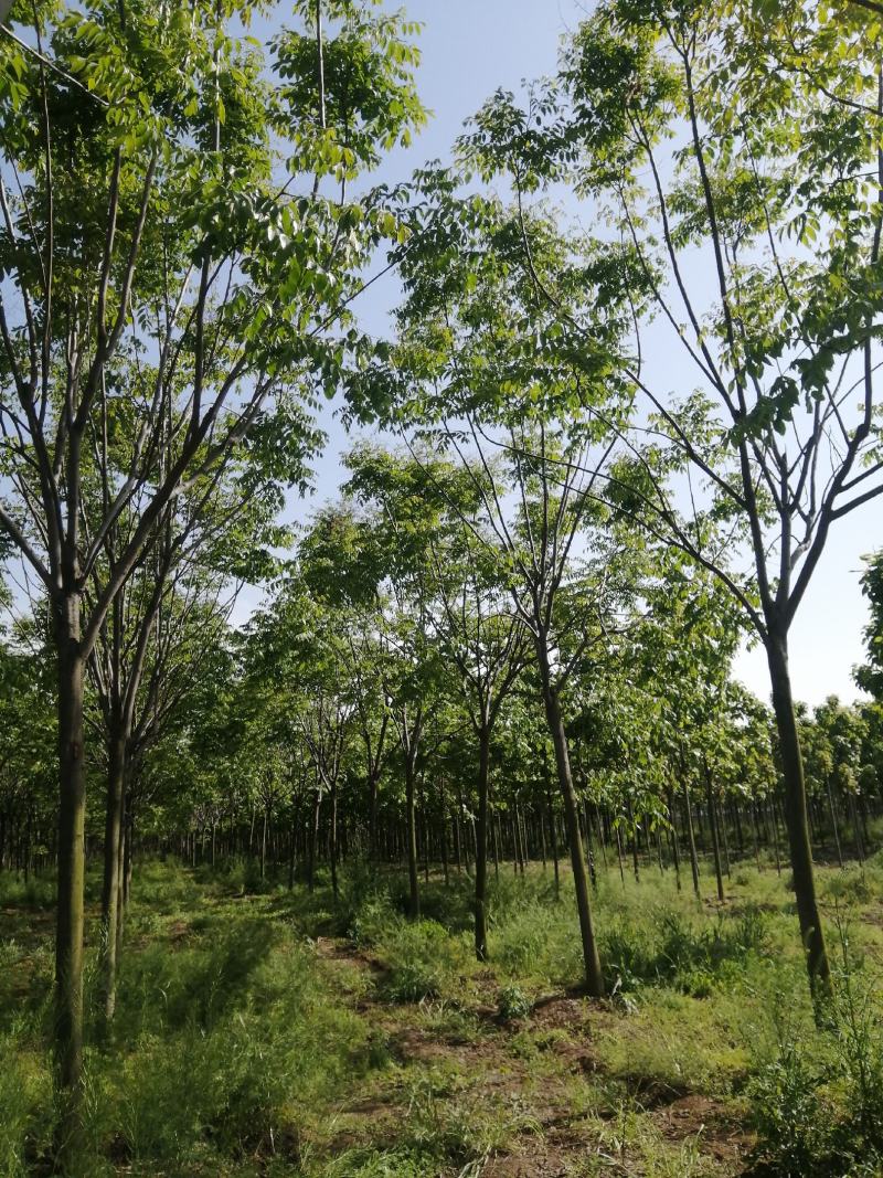 栾树
