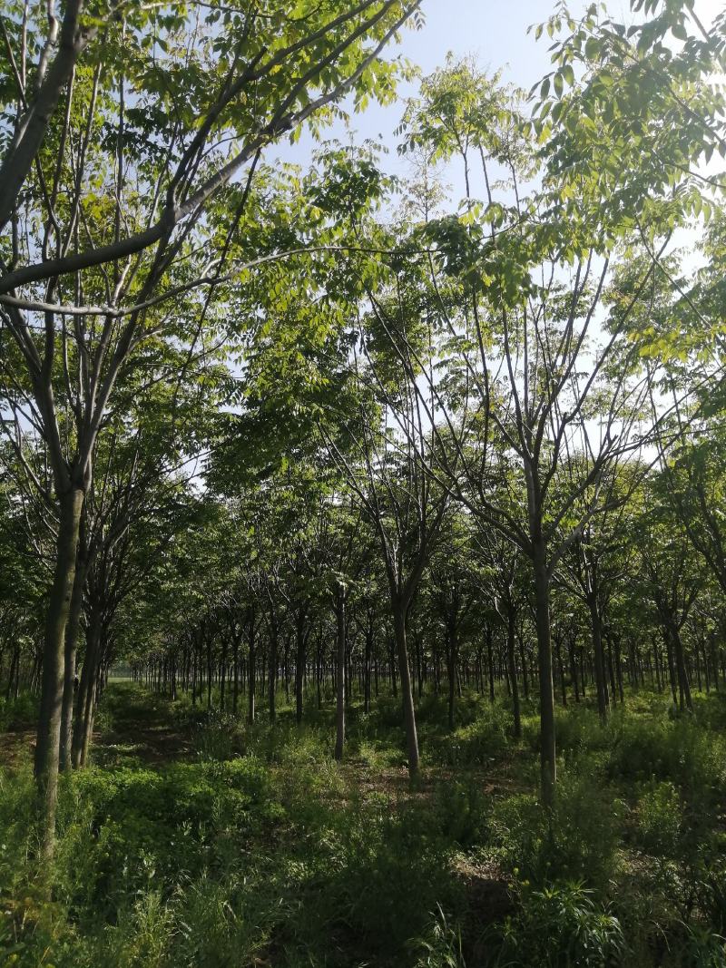 栾树