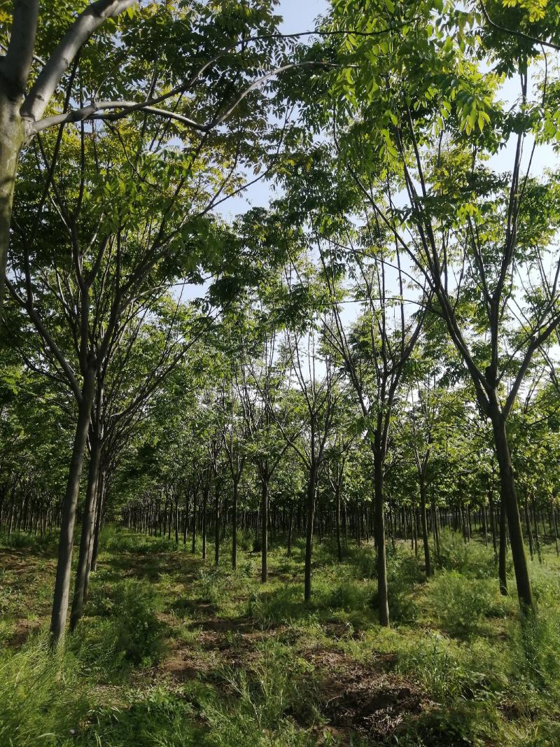 栾树