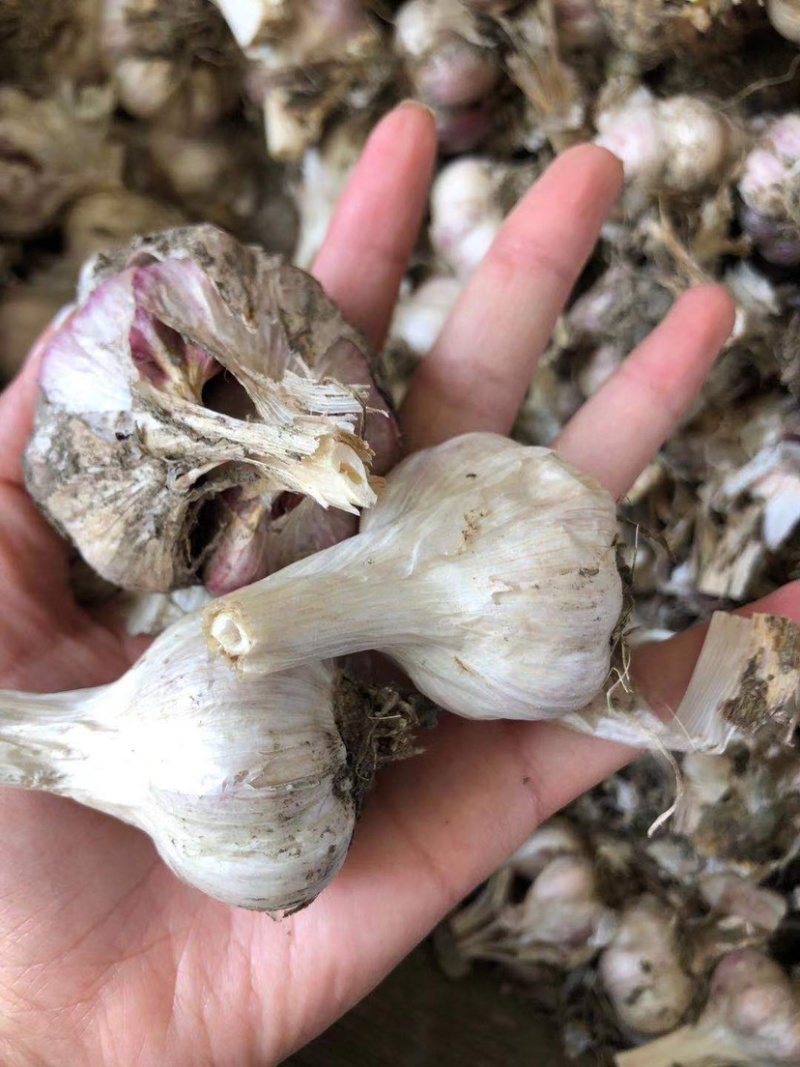 温二早大蒜种子红根蒜苗蒜蒜苔蒜产地直供货源充足