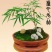 黄金佛肚竹买竹送兰花可选配石头可做精致盆景