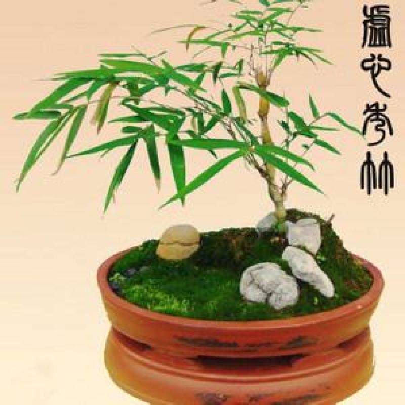 黄金佛肚竹买竹送兰花可选配石头可做精致盆景