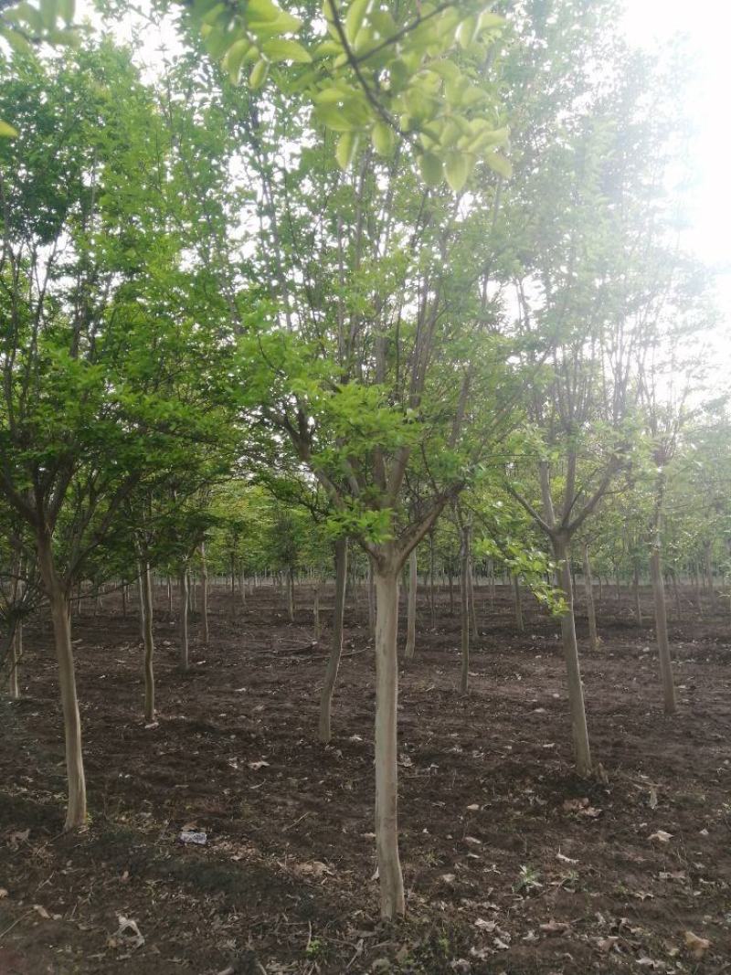 百日红8-12公分，货源充足，需要的朋友可以联系一下
