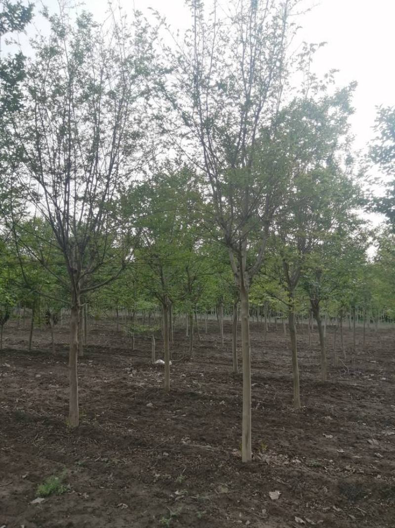 百日红8-12公分，货源充足，需要的朋友可以联系一下